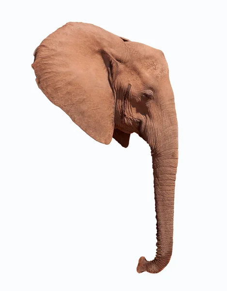 Elefánt fej fül és törzs — Stock Fotó
