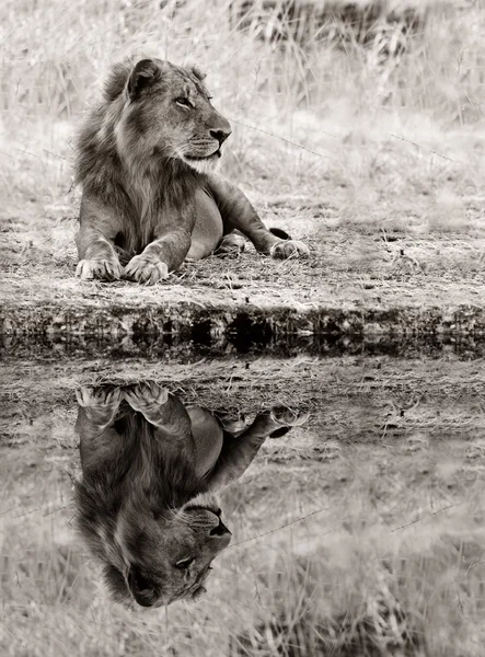 Λιοντάρι με μια αντανάκλαση στο νερό — Φωτογραφία Αρχείου