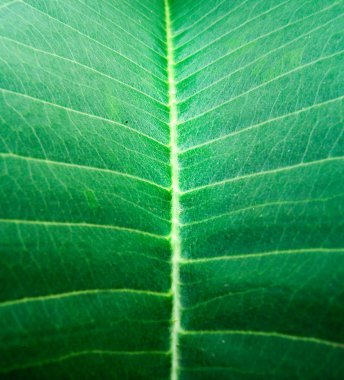 yeşil yaprak dokusu arkaplanı