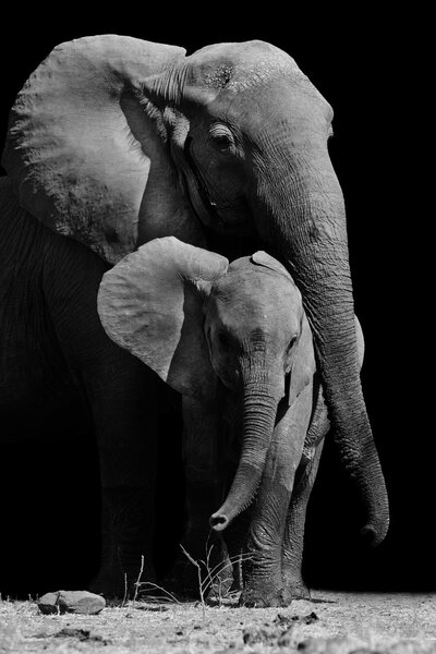 Mother Elephant and Baby