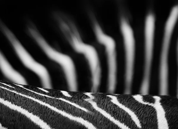 Punte di zebra — Foto Stock