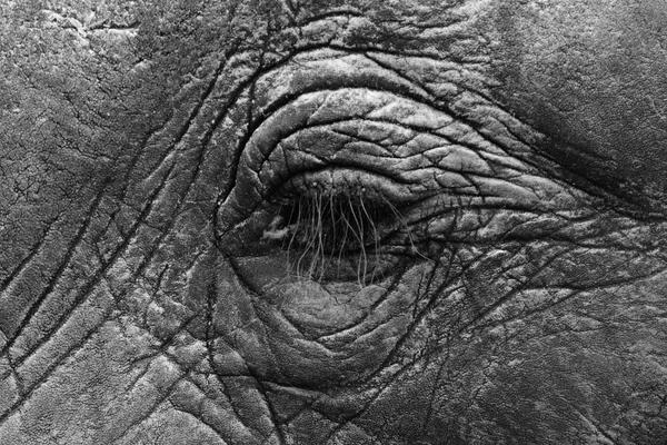 Глаз слона — стоковое фото
