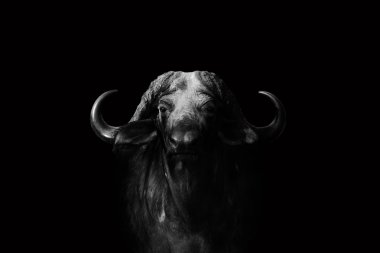 Buffalo in black and white clipart