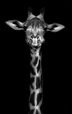 zürafa siyah beyaz