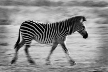 Running zebra with motion blur clipart