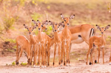 Herd of baby impala clipart