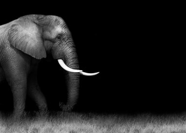 African elephant in black and white clipart