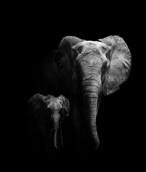 Mamma och baby elefant — Stockfoto