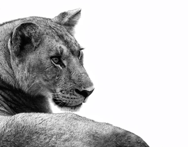 Löwe isoliert — Stockfoto
