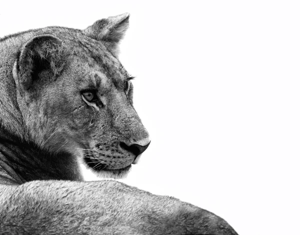 Lion isolerade — Stockfoto