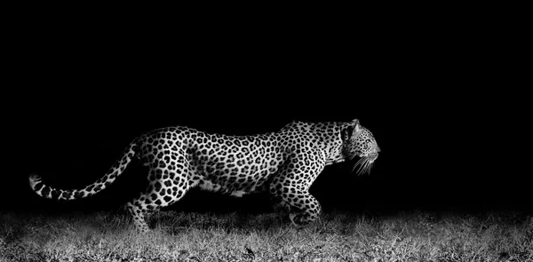 Leopard Running — Stockfoto