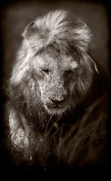 Lion — Stock Photo, Image