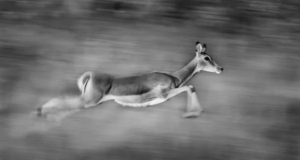 黑斑羚运行 — 图库照片