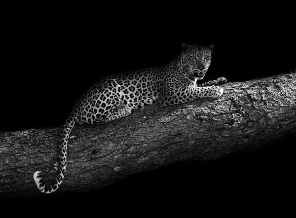 Leopardo en un árbol (edición artística ) — Foto de Stock