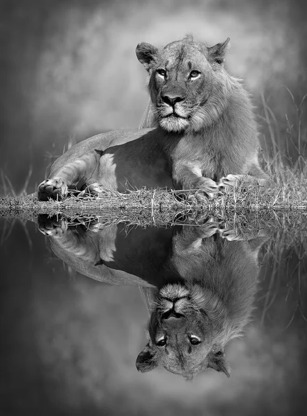 Leone con riflessione — Foto Stock