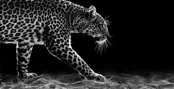 Leopardo caminhando — Fotografia de Stock