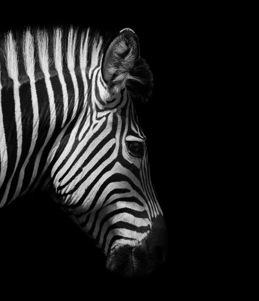 Zebra kafa