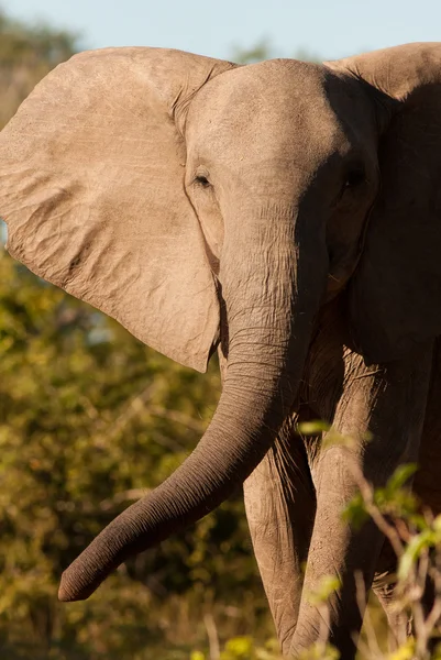 아프리카 elepahnt — 스톡 사진