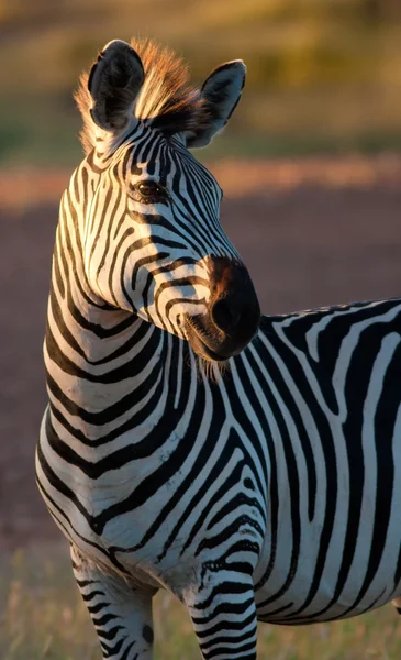 Zebra. — Fotografia de Stock