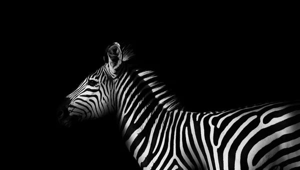 Zebra em preto e branco — Fotografia de Stock