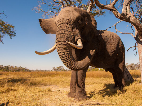 Wild African elephant in the wilderness
