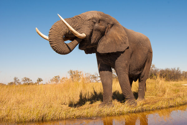 Wild African elephant in the wilderness