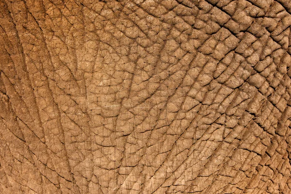 Elephant Skin — Stock Photo, Image