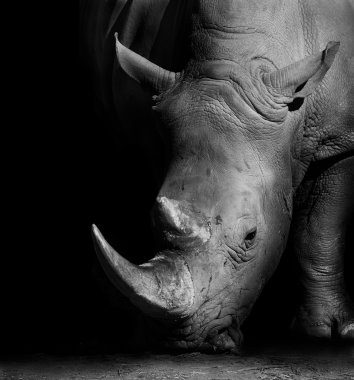 Siyah Beyaz Rhino