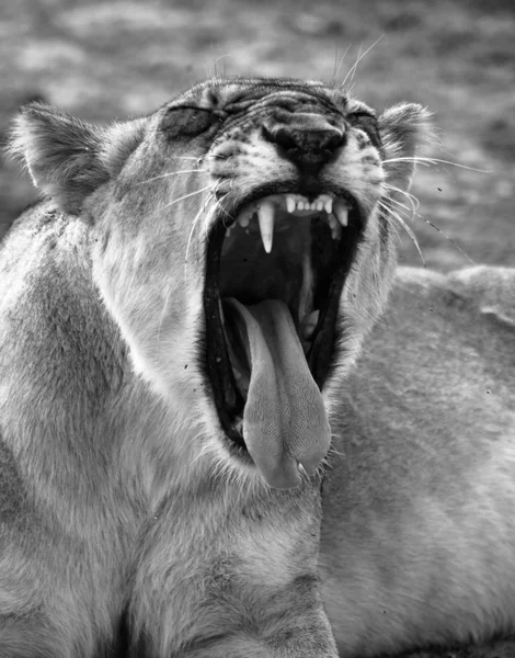 Aslan diş görüntüleme