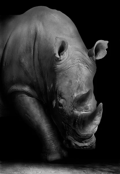 Rhino in bianco e nero — Foto Stock