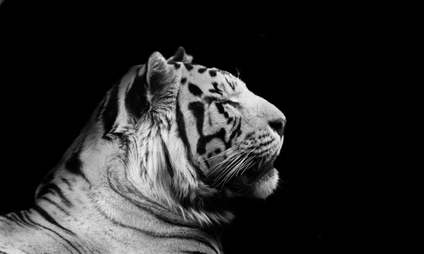 Tigre en Blanco y Negro — Foto de Stock