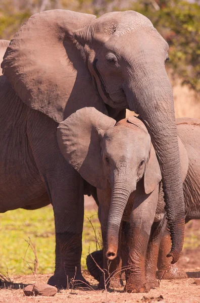 어머니 및 아기 코끼리 — 스톡 사진