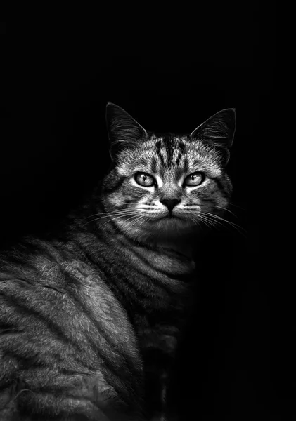 Gato em preto e branco — Fotografia de Stock