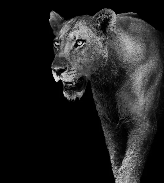 Lion in black and white — Stock Photo, Image