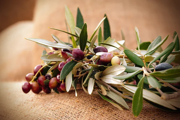 Zeytin bir çuval üzerinde
