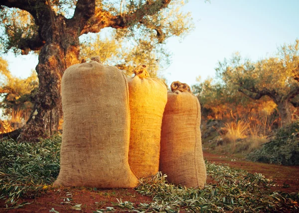 Trois sacs remplis d'olives fraîchement cueillies — Photo