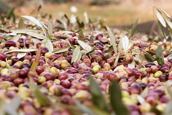 taze hasat zeytin