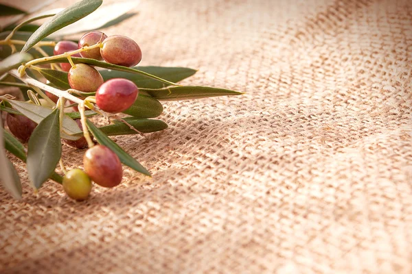 Çadır bezi üzerine zeytin dalı
