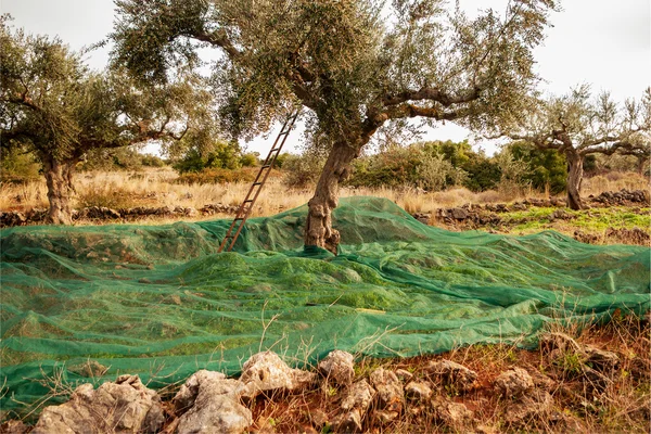 Оливковые деревья во время уборки — стоковое фото