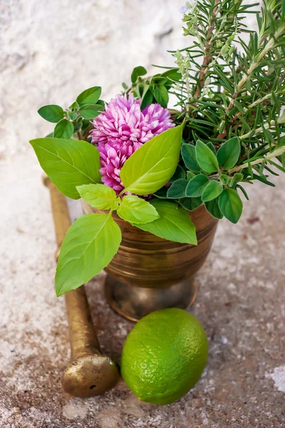 Ervas aromáticas frescas — Fotografia de Stock