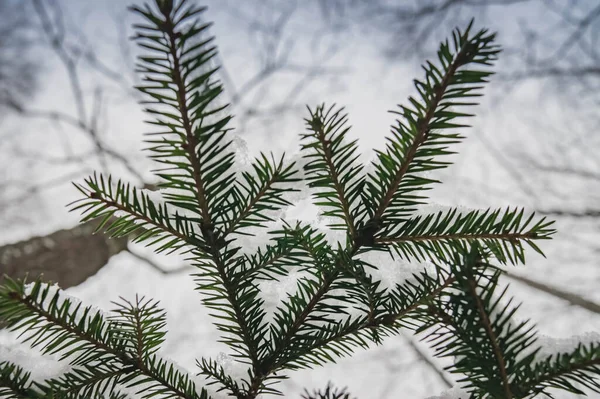 Une Branche Épinette Hiver Aiguilles Pin Dans Forêt Hiver Faune — Photo