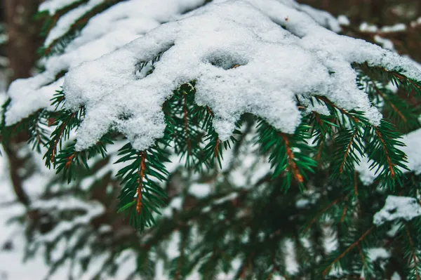 Une Branche Épinette Hiver Aiguilles Pin Dans Forêt Hiver Faune — Photo