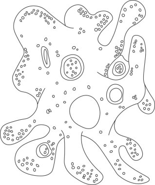 Amoeba proteusu. Bir mikroorganizmanın vektör çizimi. Siyah ve beyaz çizim.