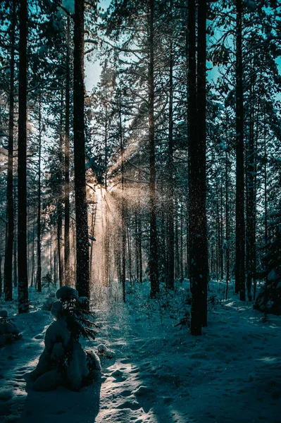 冬の森の鬱蒼とした木立の中を 陽射しが差し込みました 道を確保し 道を開く 雪に輝く太陽の美しい光線 気分の様式化された治療 — ストック写真