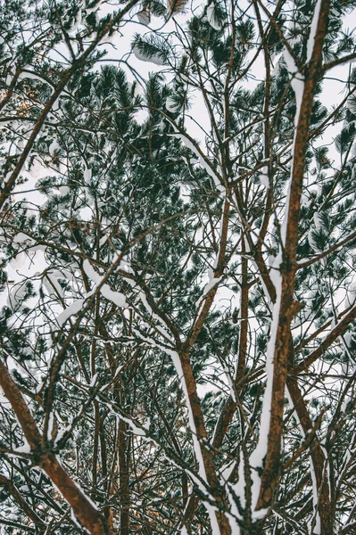 冬天的森林 森林里一棵被雪覆盖的树 浓密厚重的冬衣 很多树和树枝情绪的风格化处理 — 图库照片