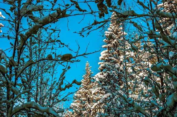 冬天的森林 森林里一棵被雪覆盖的树 浓密厚重的冬衣 很多树和树枝情绪的风格化处理 — 图库照片