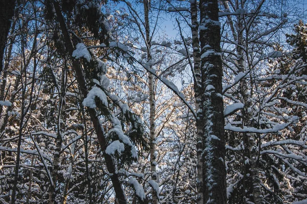 Vinterskog Ett Snötäckt Träd Skogen Tjock Och Tät Vintertäcke Massor — Stockfoto
