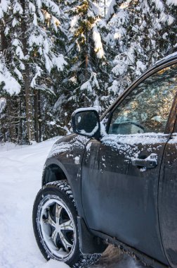 Büyük tekerlekleri olan bir araba kar yığınlarında yol alır. Büyük bir kış lastiği çivilenmiş, karı ısırdı. Kış ormanının içinden geçen yol. Off Road