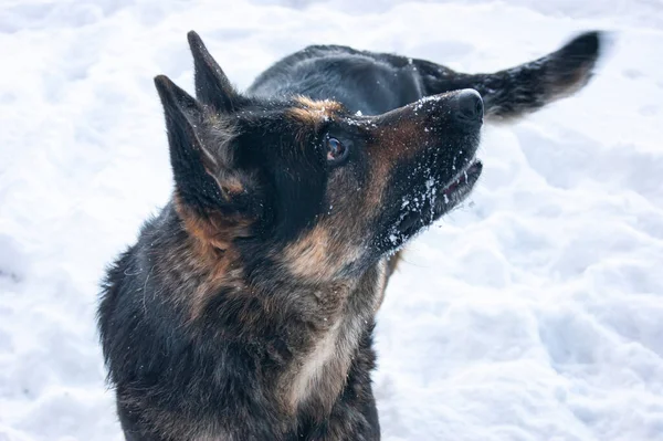 德国牧羊人非常喜欢冬天和雪 在雪的背景下快乐而美丽的狗 — 图库照片