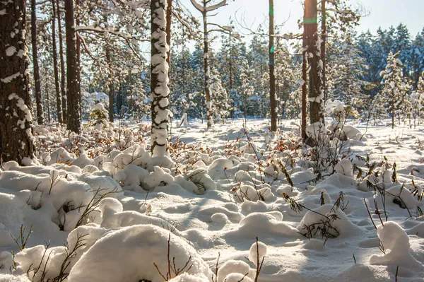 Planta Brota Debajo Nieve Bosque Invierno Primavera Está Llegando Gradualmente — Foto de Stock